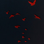 Red-Sparrow-Steelbook-10