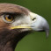 Profilbild von Mainadler